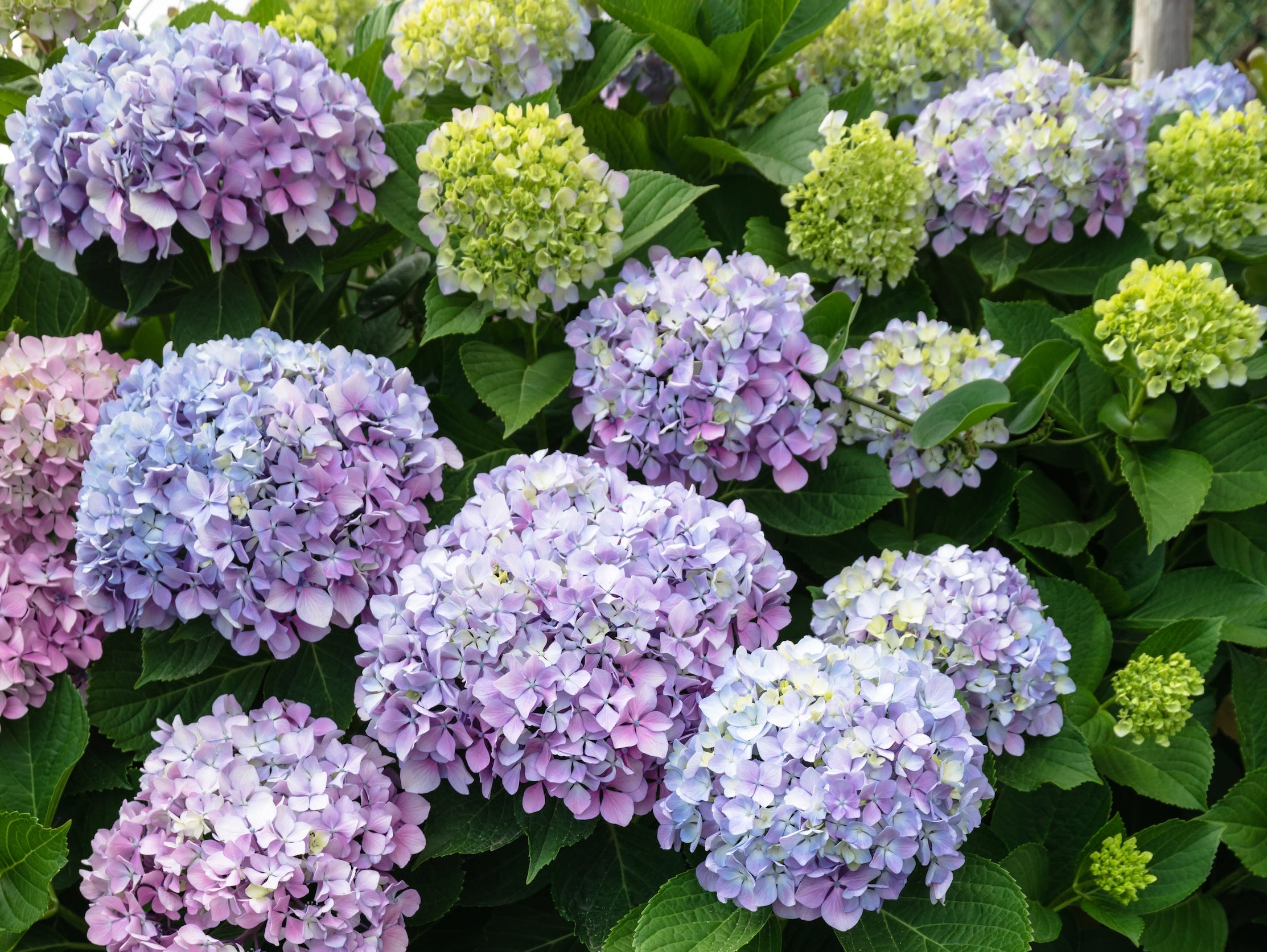 shrubs that thrive in pots