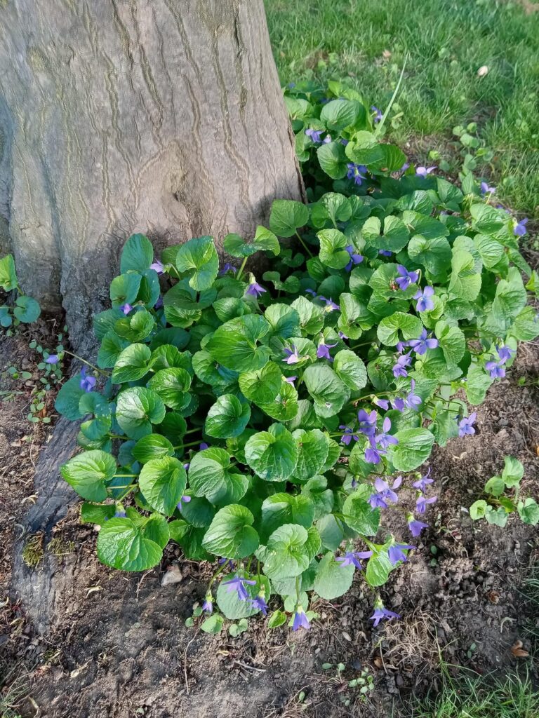 Excited about violets