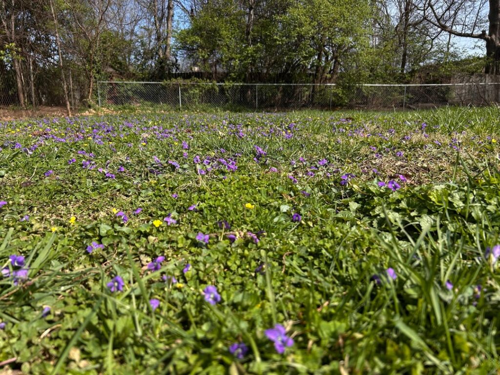 look at dis yard