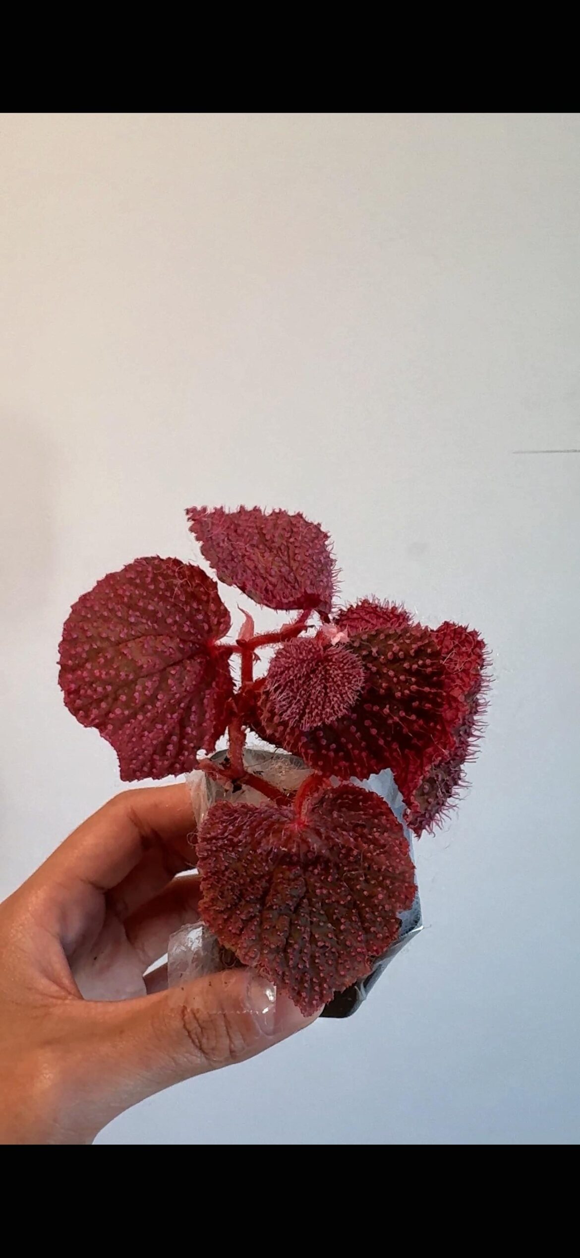 Thinking about repotting her into lechuza. What are your thoughts?