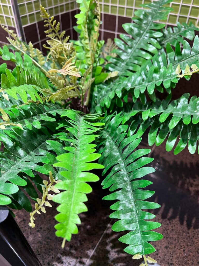 Is my cafeteria plant dying? Can’t figure out why it’s turning brown.