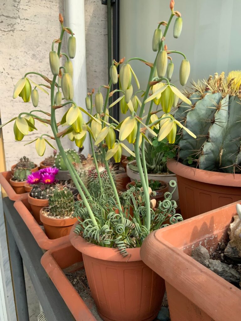 Albuca spiralis in full bloom (and nice smell!)