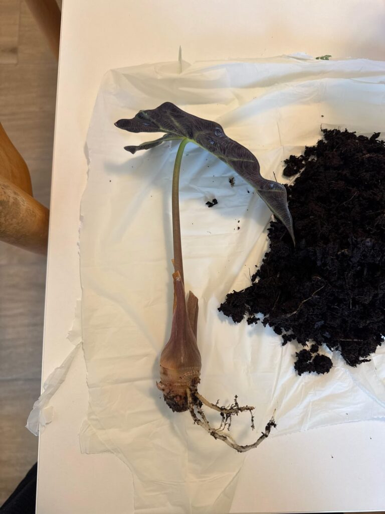 Help! What to do with this alocasia? Help! What to do with this alocasia?