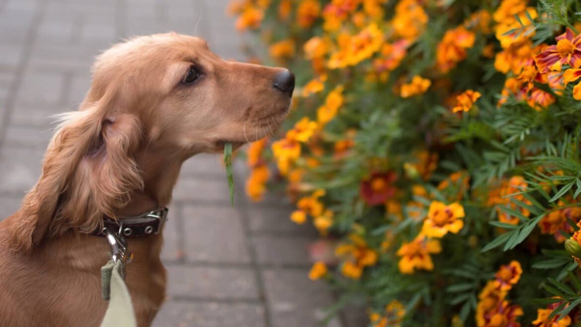 Golden Retriever Treats Garden Plants Like the Salad Bar at ‘Ruby Tuesday’ Yahoo lifestyle home