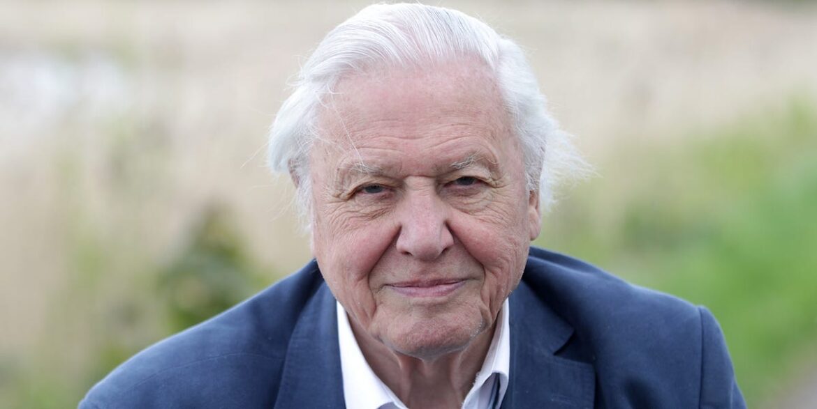 5 David Attenborough-Approved Ideas For A Wildlife-Friendly Space