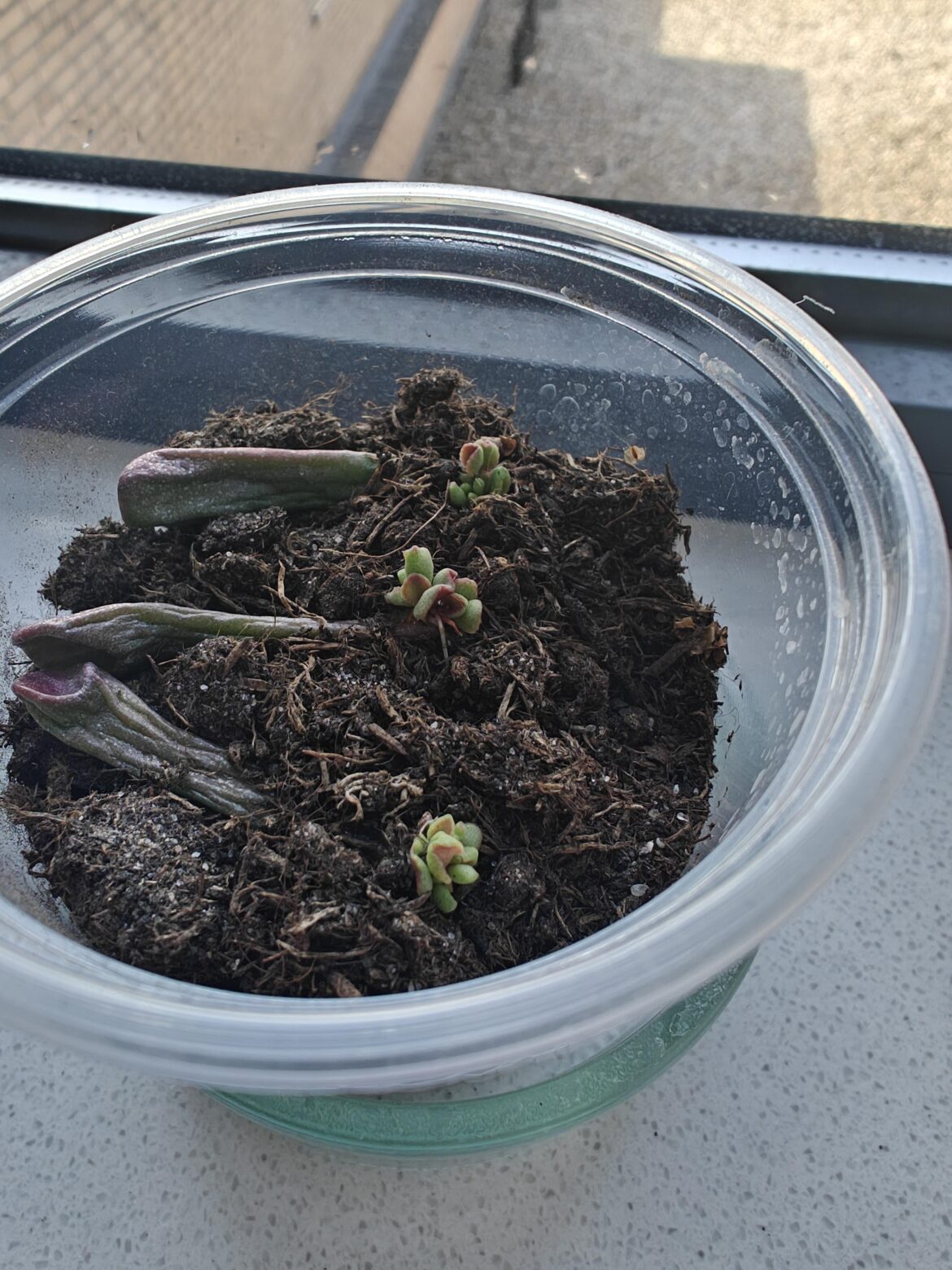 Finally! Gollum babies!!