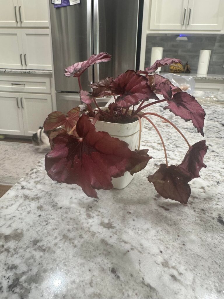 Help with Rex begonia!! She’s drooping and yellowing after repot Help with Rex begonia!! She’s drooping and yellowing after repot