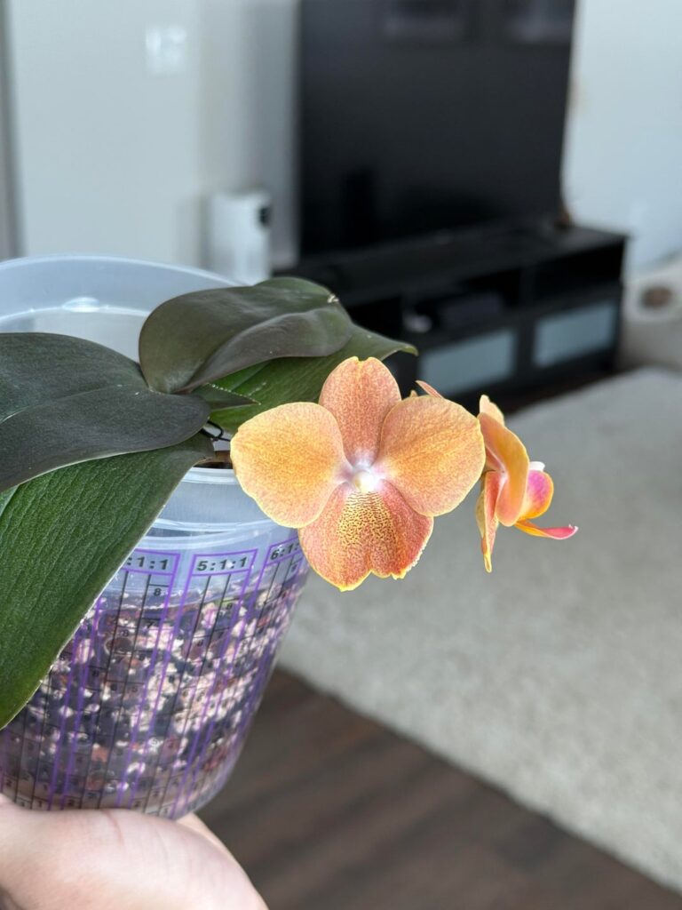 Cool deformed blooms on my Phal. KV Beauty