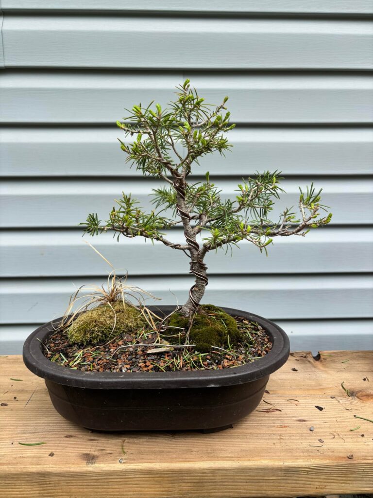 Sub-Alpine Fir