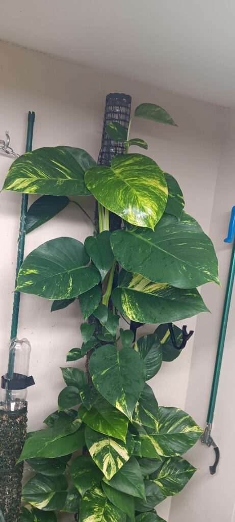 My golden pothos just got another chop. Before and after.