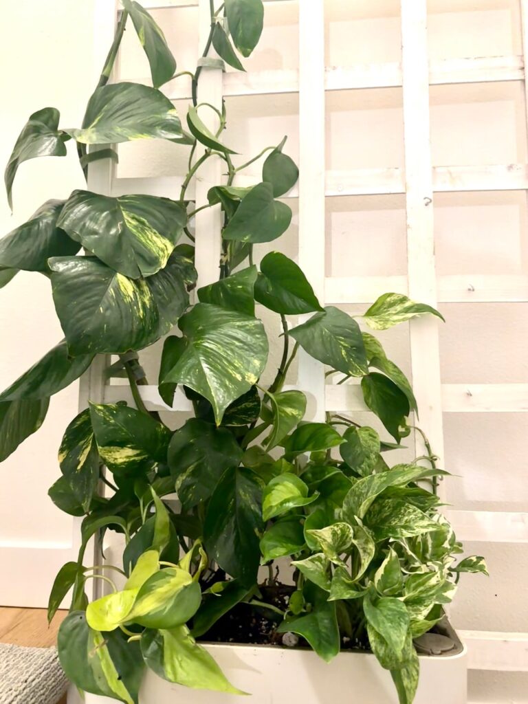 Why trellis one pothos when you can trellis them all!! (And one honorable mention 🇧🇷)
