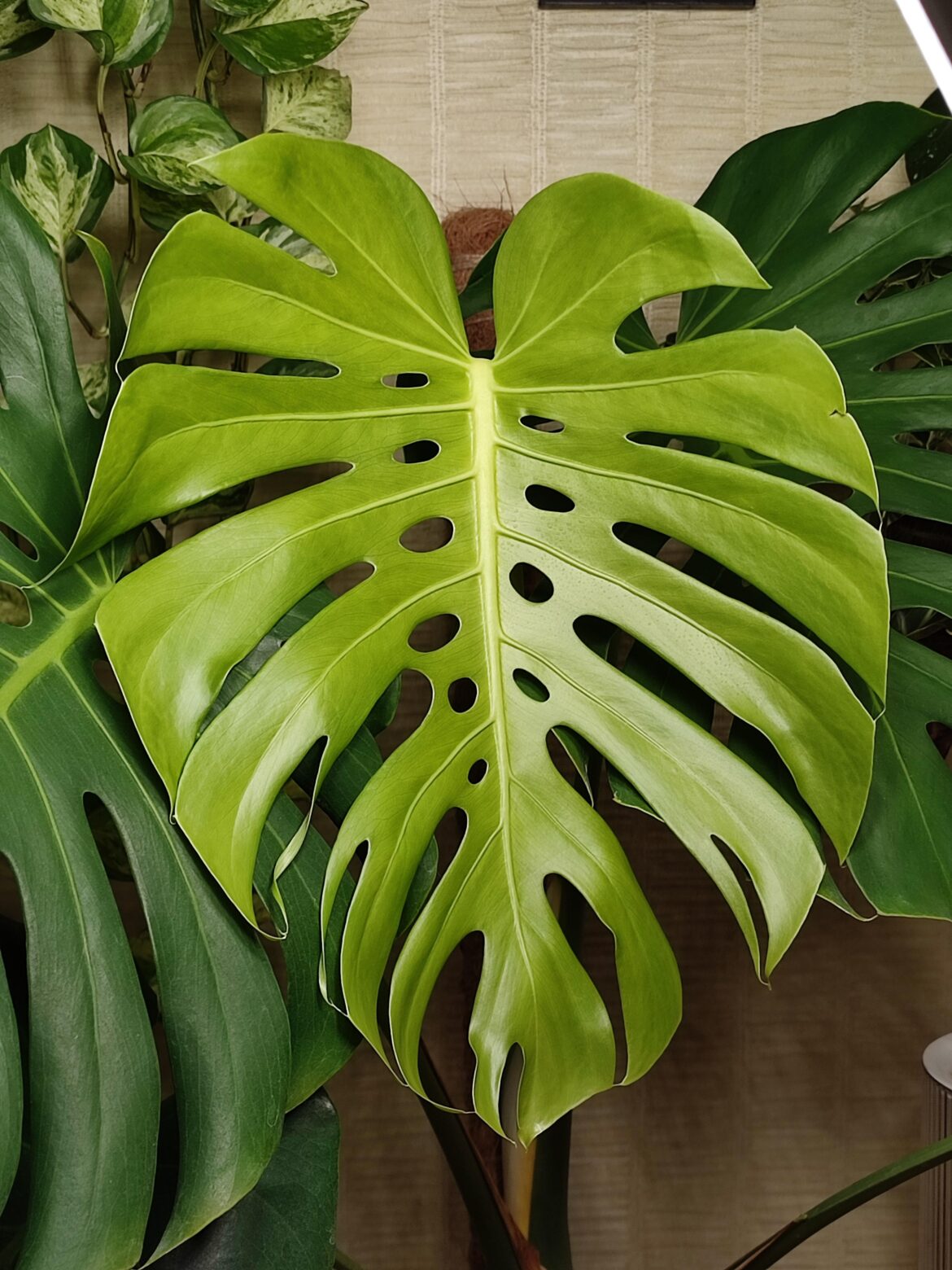 My monstera's latest leaf is mind-blowing