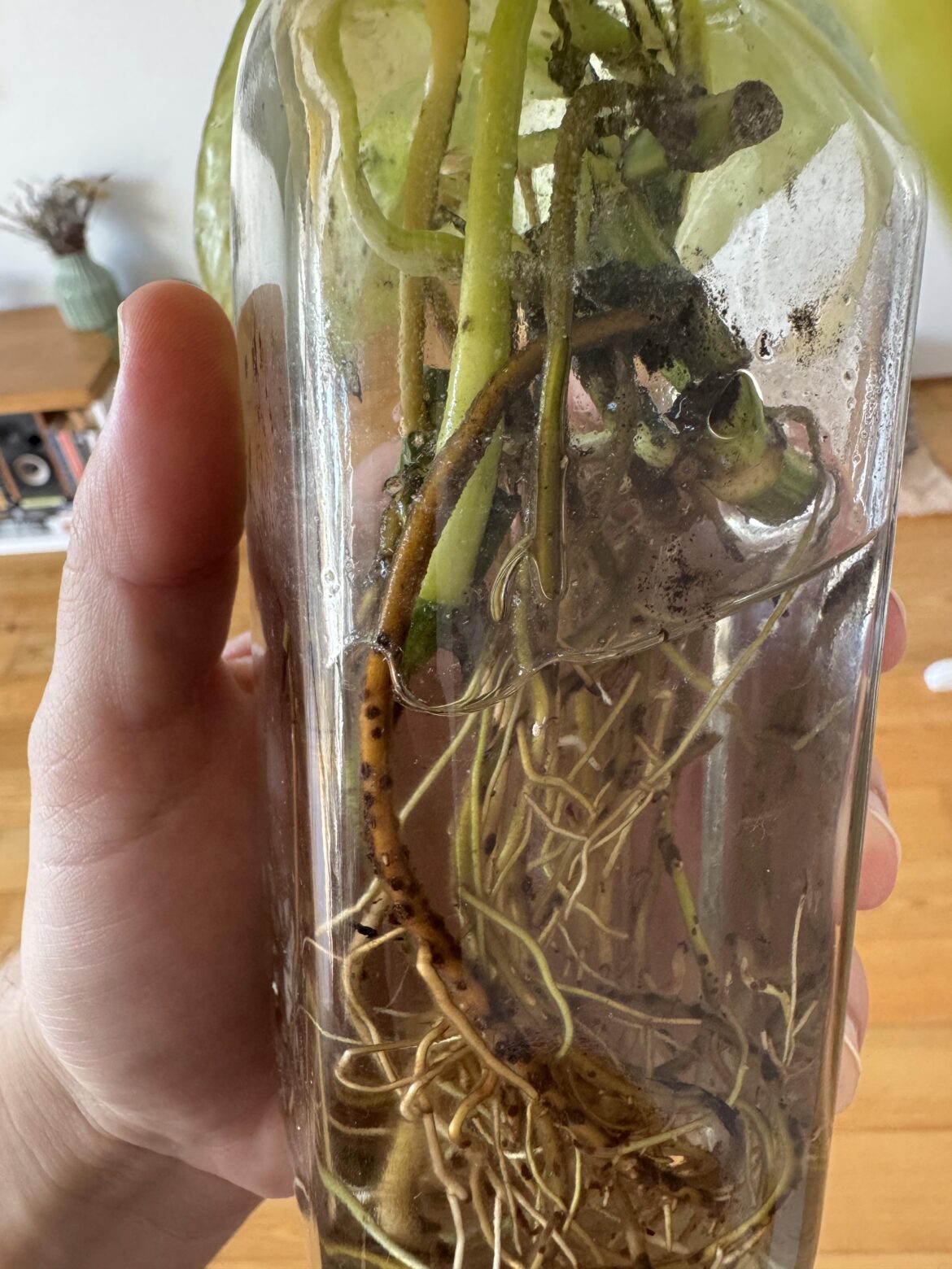 Are these black dots on the roots some kind of disease?