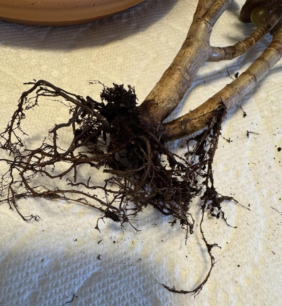 Does my jade plant have root rot? If so what should I do about it? Does my jade plant have root rot? If so what should I do about it?