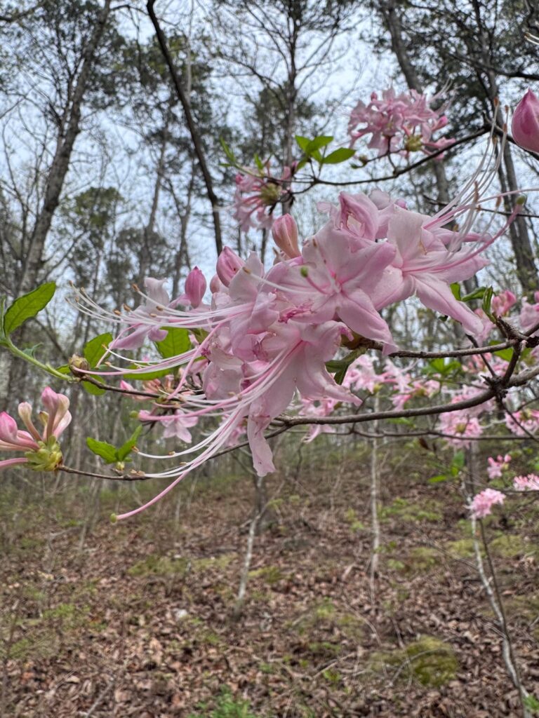 Natives on my hike yesterday. Happy Spring!
