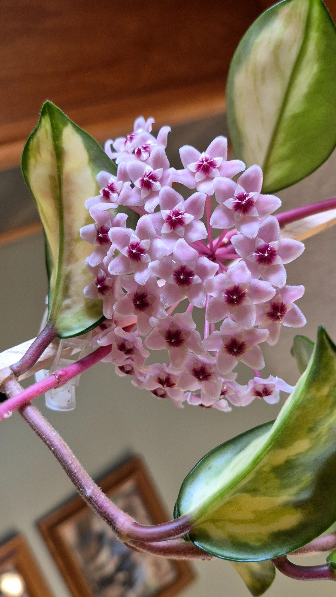My first Hoya bloom ✨️🥰