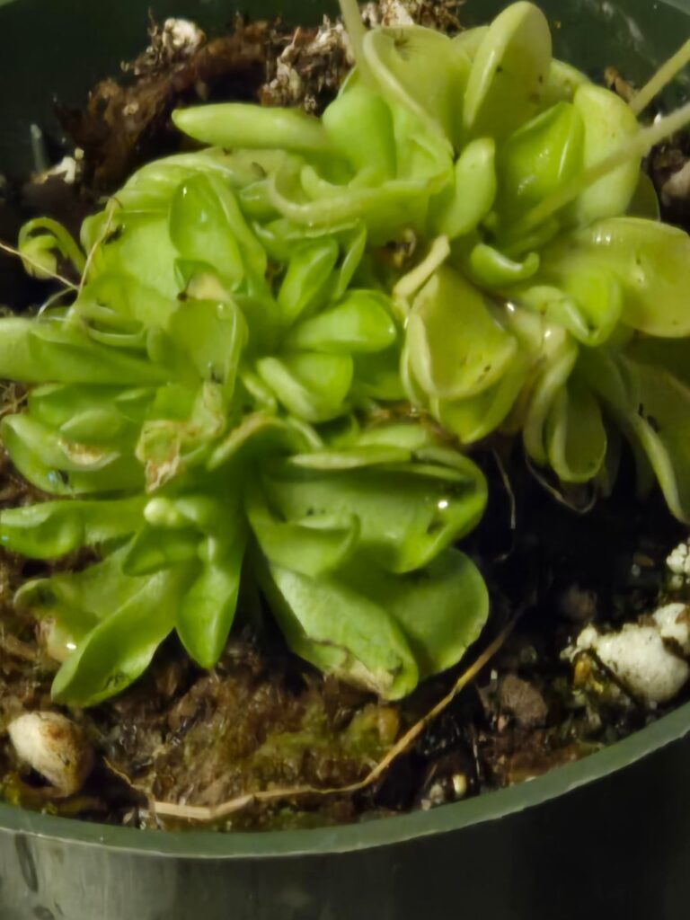 I need help to save my butterwort