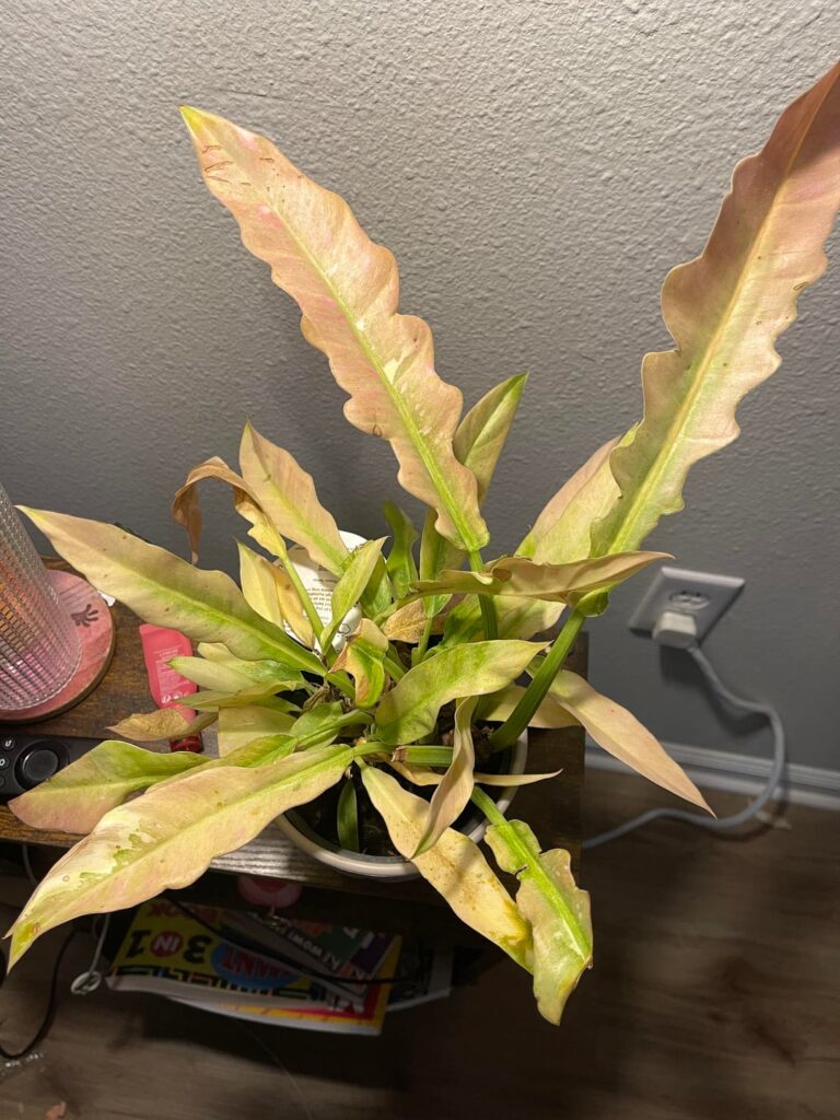 Is She Good?