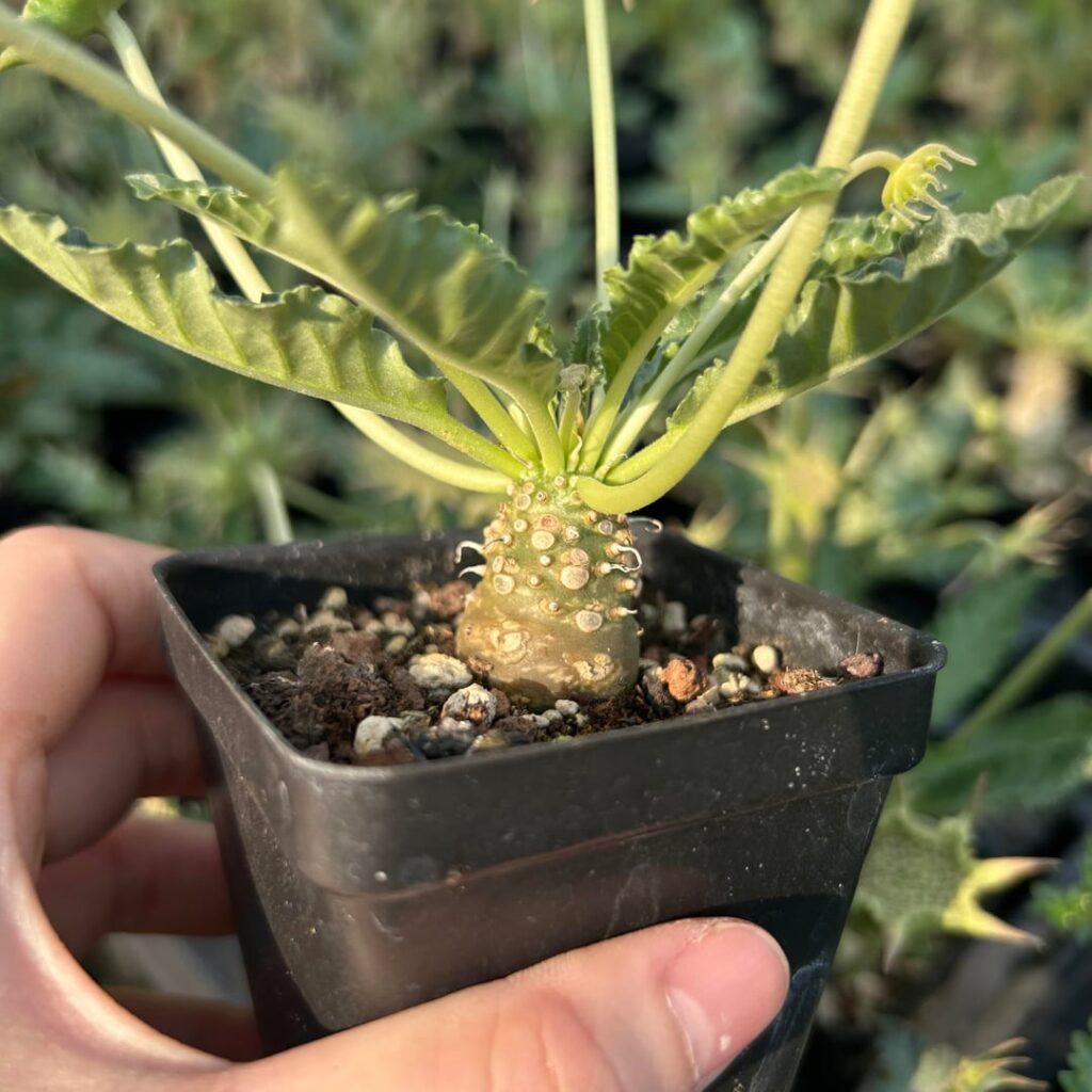 Dorstenia sp.nov Dorstenia sp.nov