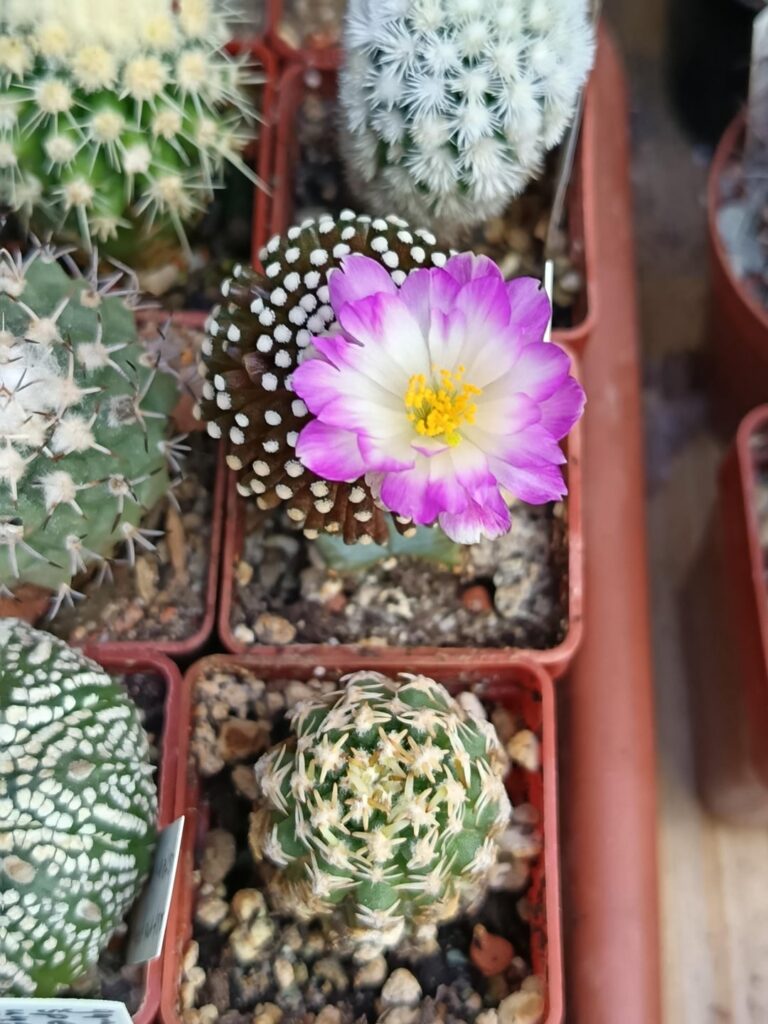 The greenhouse looked very colorful today!