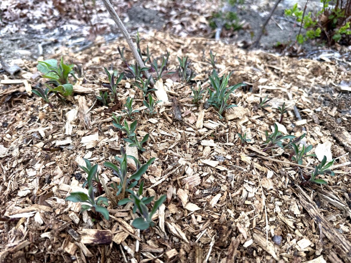 Aromatic aster (Symphyotrichum oblongifolium) explosion