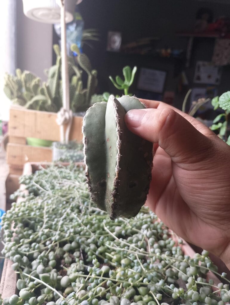 My fence post cactus cutting hasn't put up roots in months