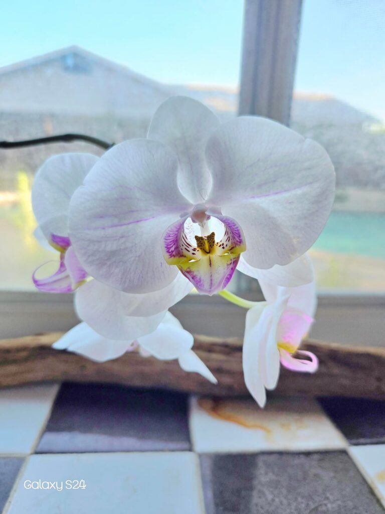 I brought them back to life !!