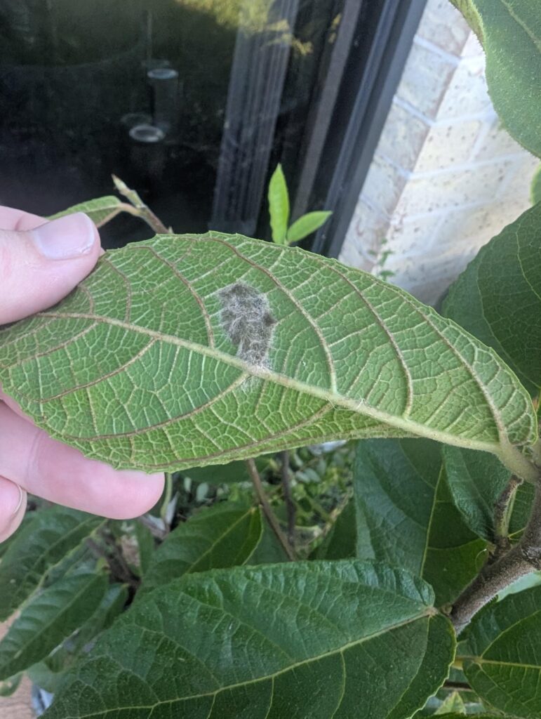 What is this?