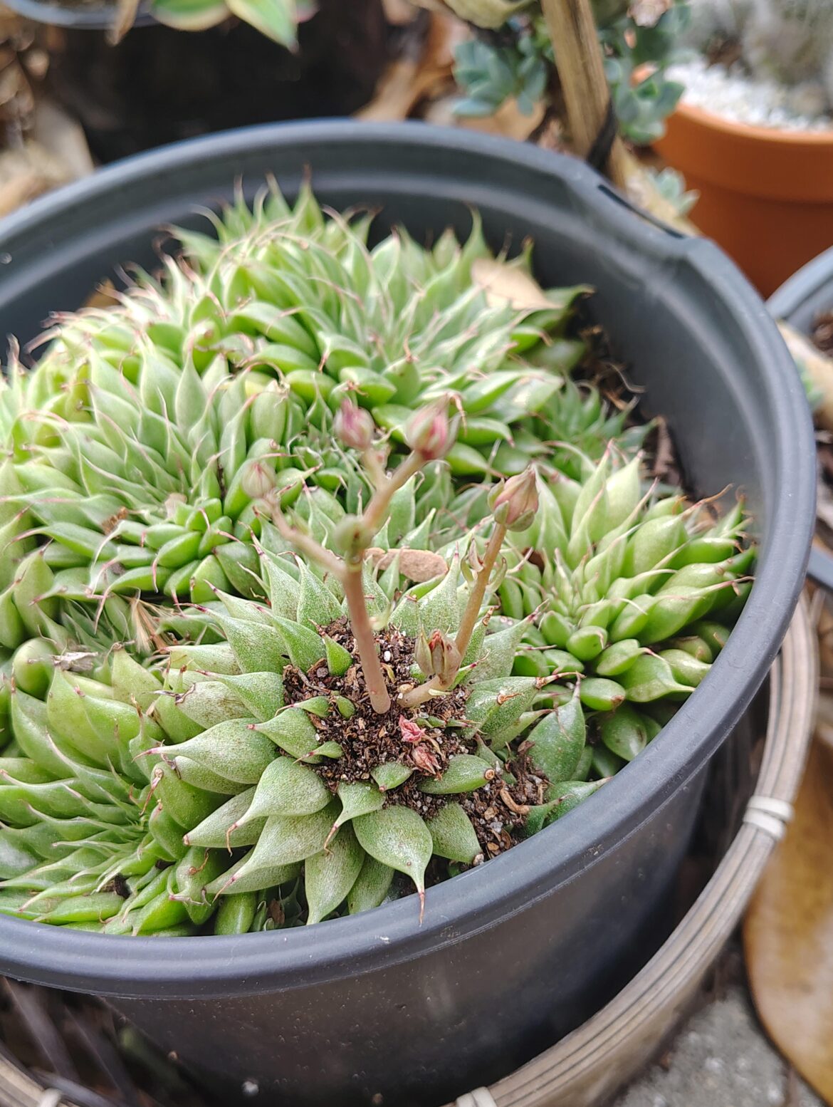 Are those stalks fruiting bodies or just flower buds that haven't opened yet?