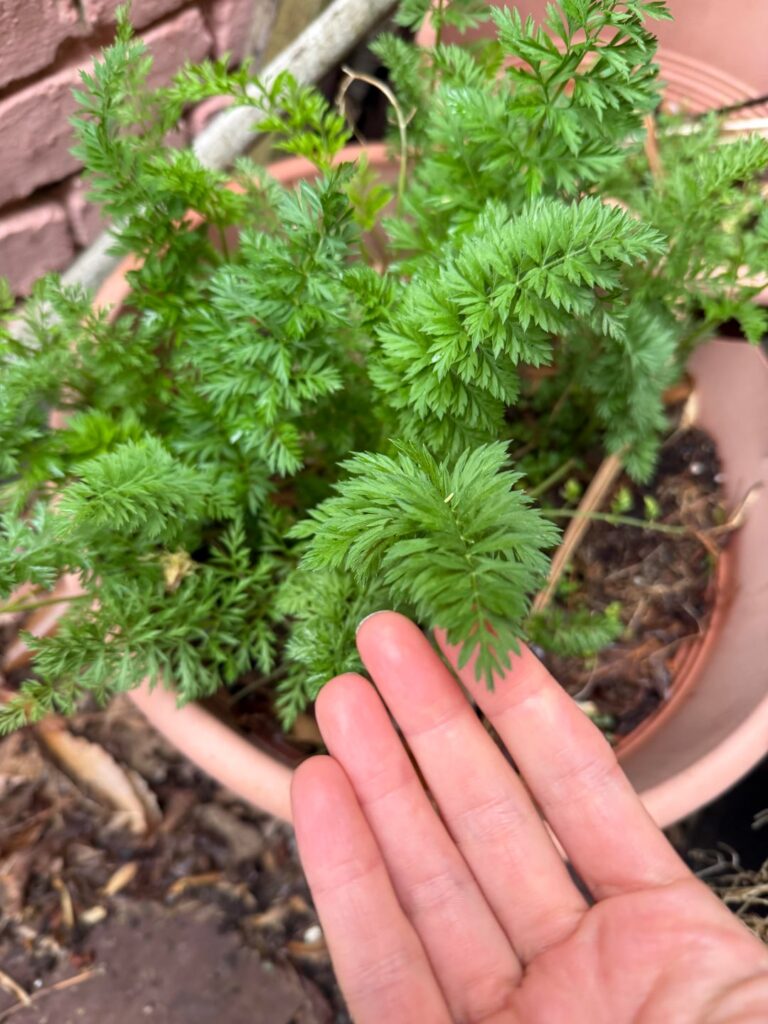 Herb or weed?