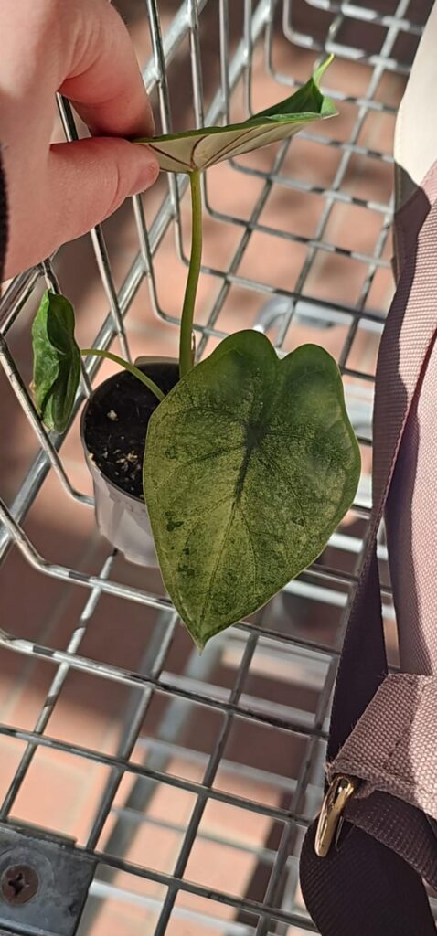 Gardencenter find