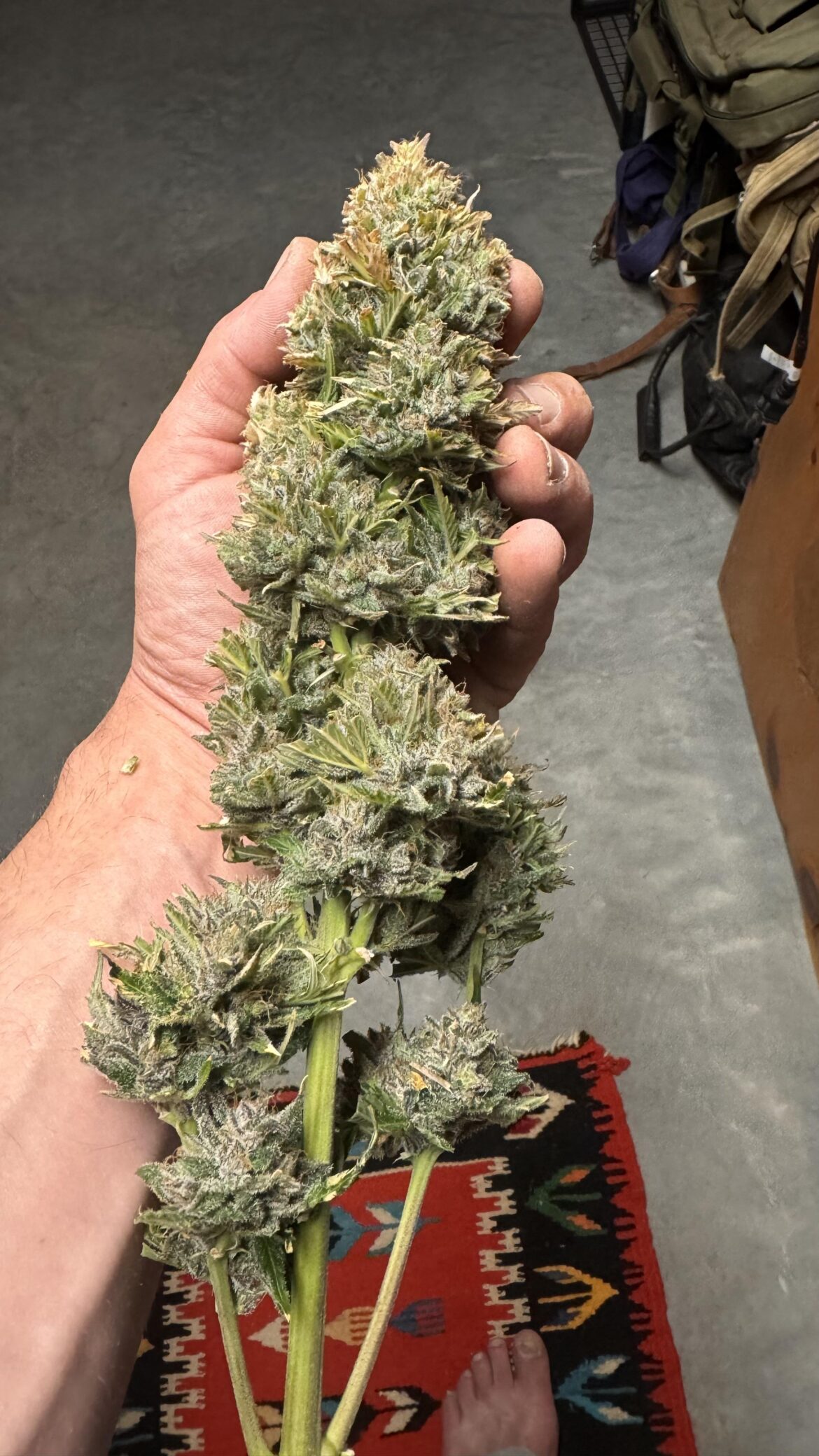 Biggest auto I ever grew in coco perlite