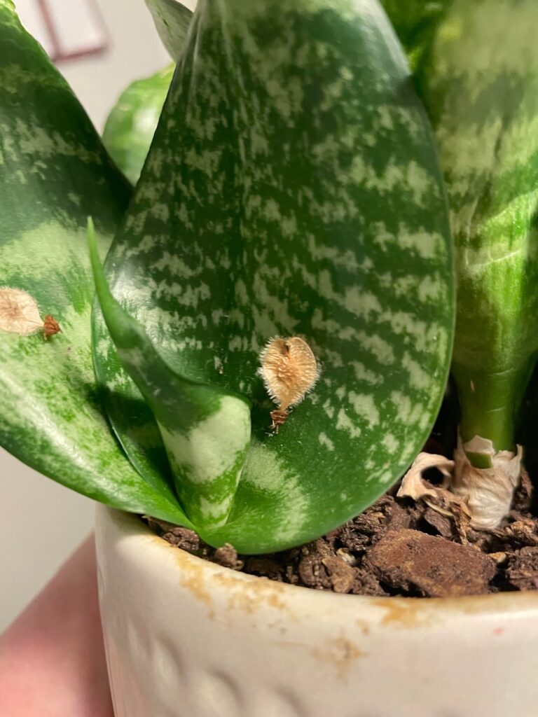 What is on my snake plant???? What is on my snake plant????