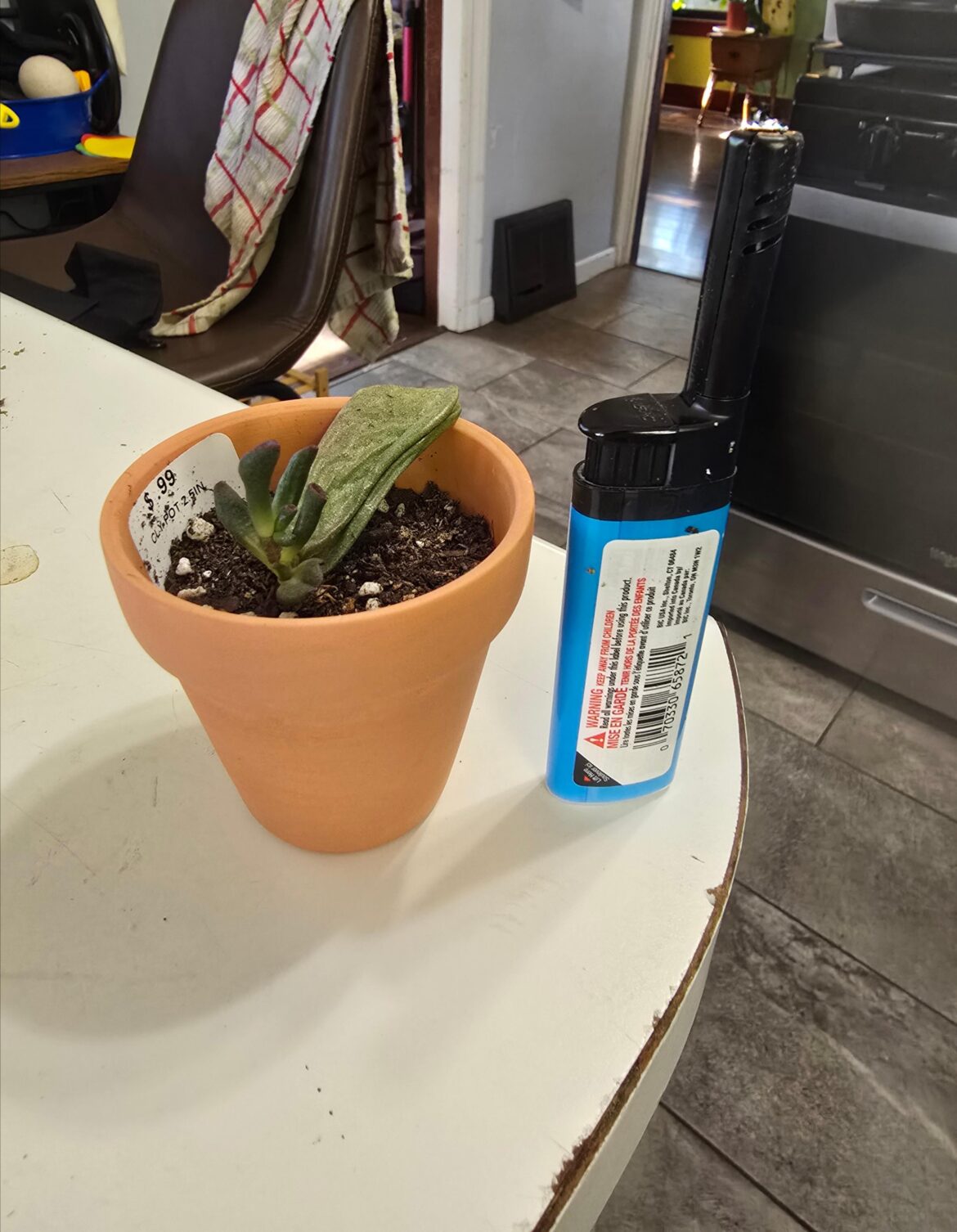 No banana for scale