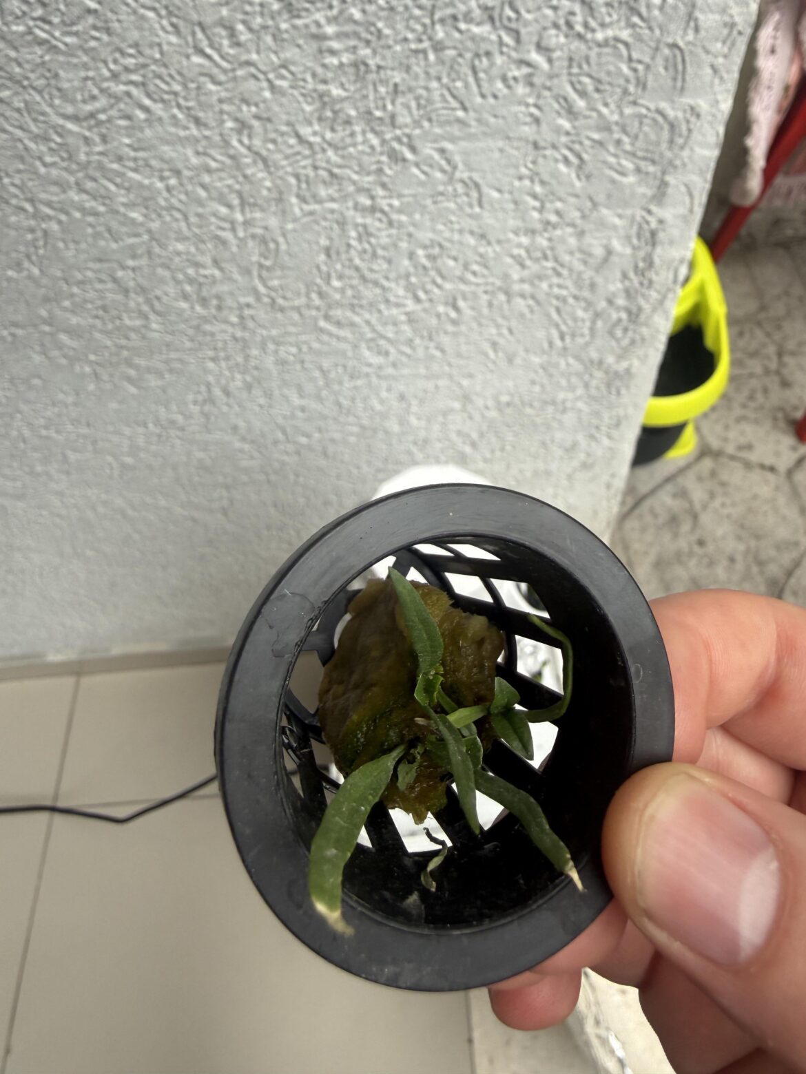 What happened with this plant?