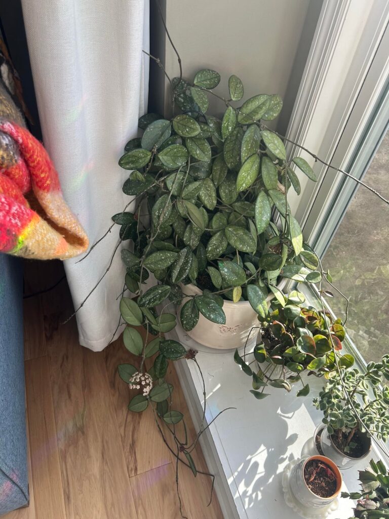I was gifted this beautiful beast I was gifted this beautiful beast