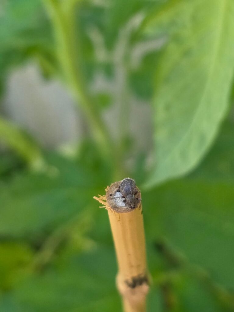 Friend or foe?