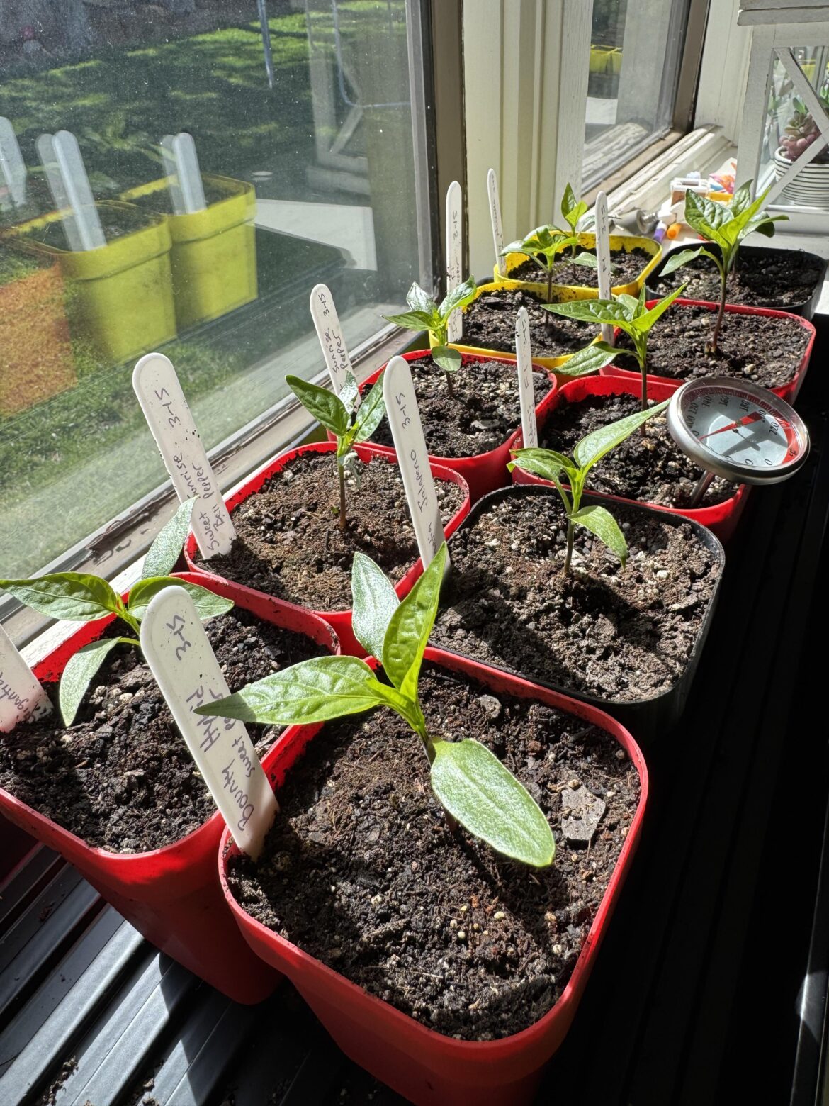 Slow growers?