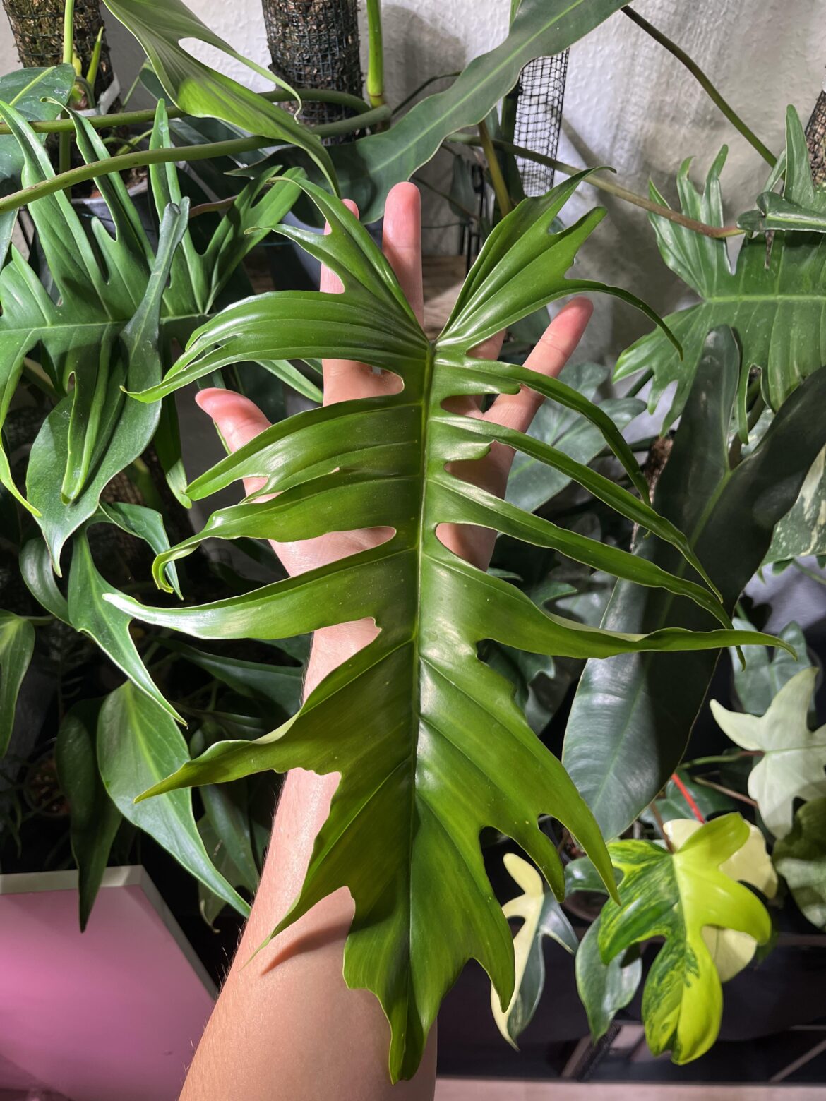 Just wanted to share the newest leaf on this beauty :)