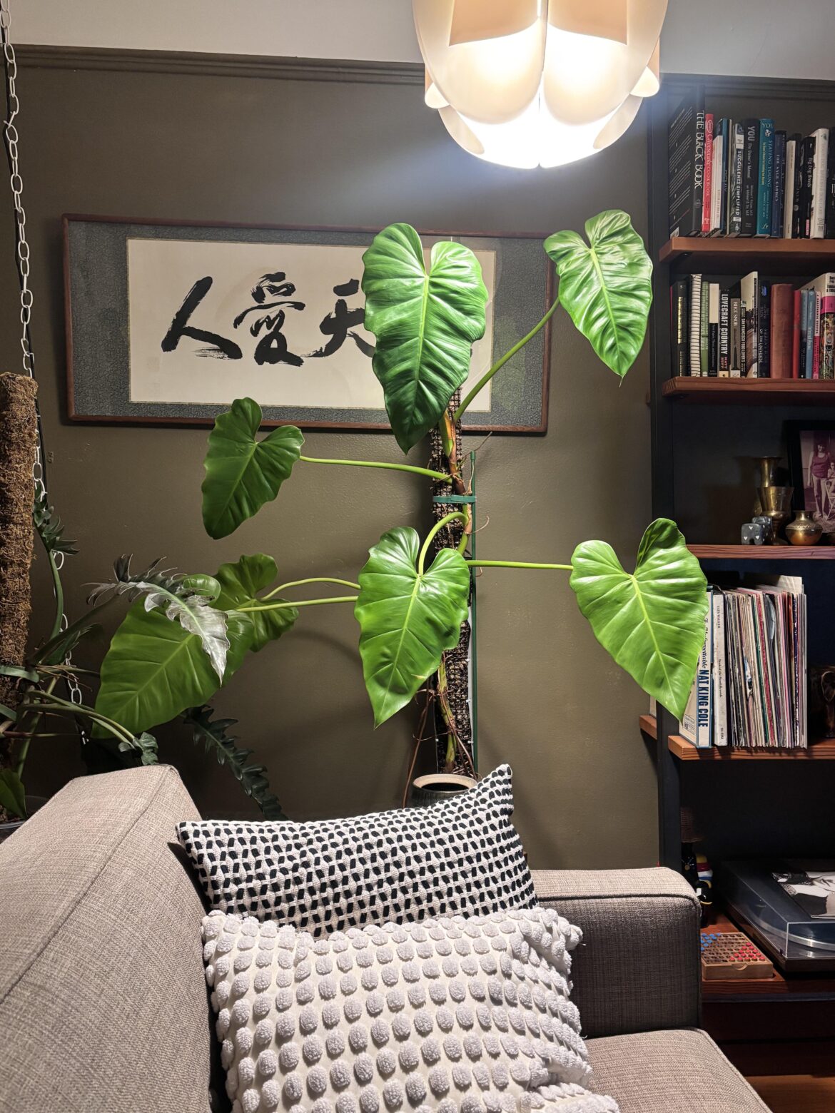 Was a little seedling when I got her. Growing up.