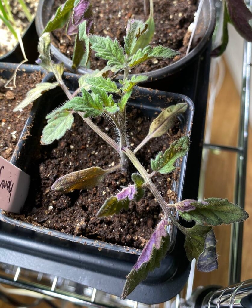 Fertilizer time or just upsetti?