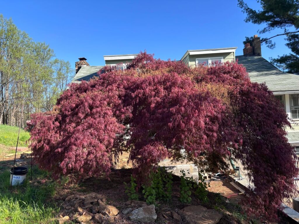 Japanese maple leaves turned brown Japanese maple leaves turned brown
