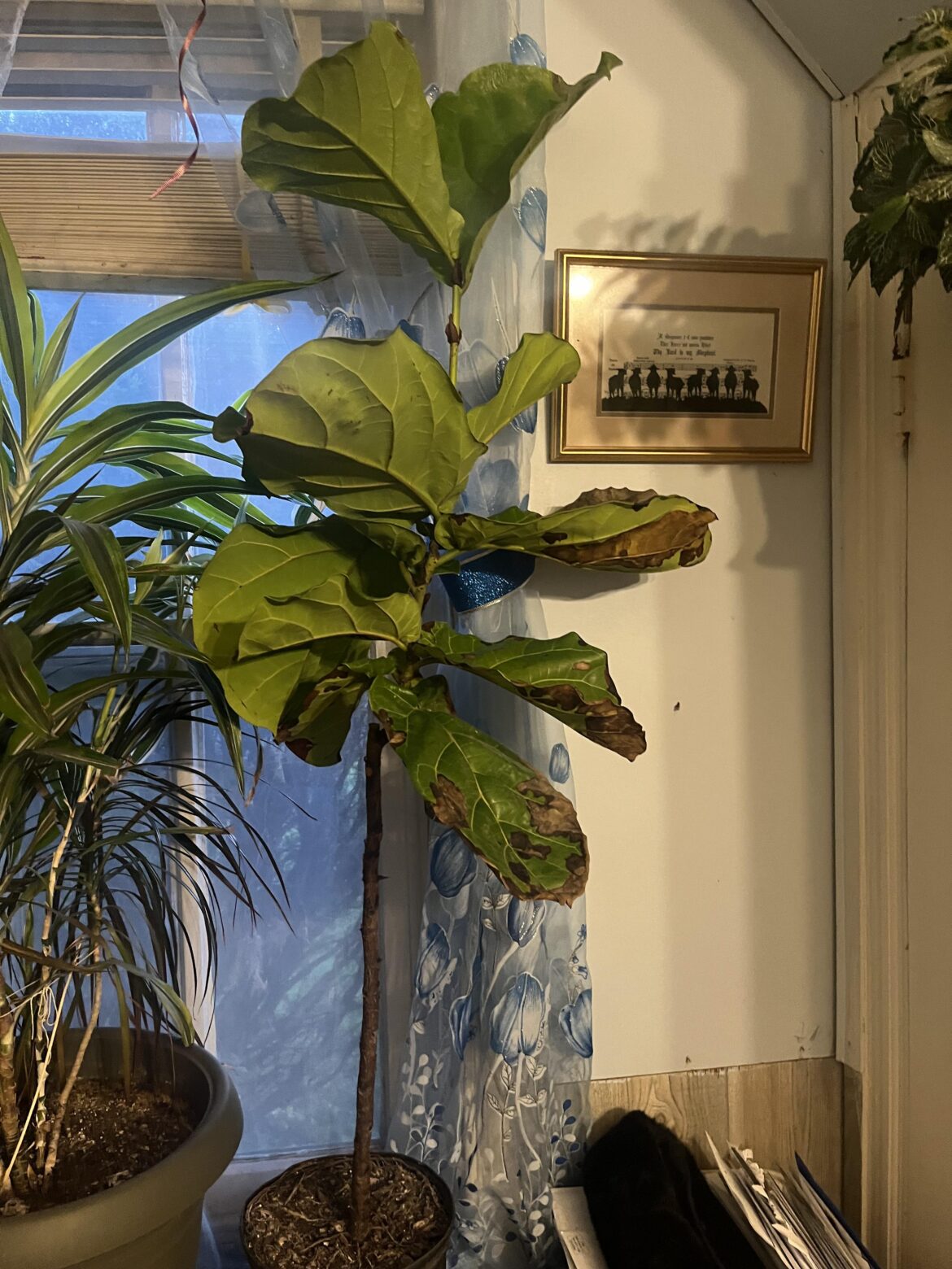 Friend gifted this to my mom and it recently started looking like this