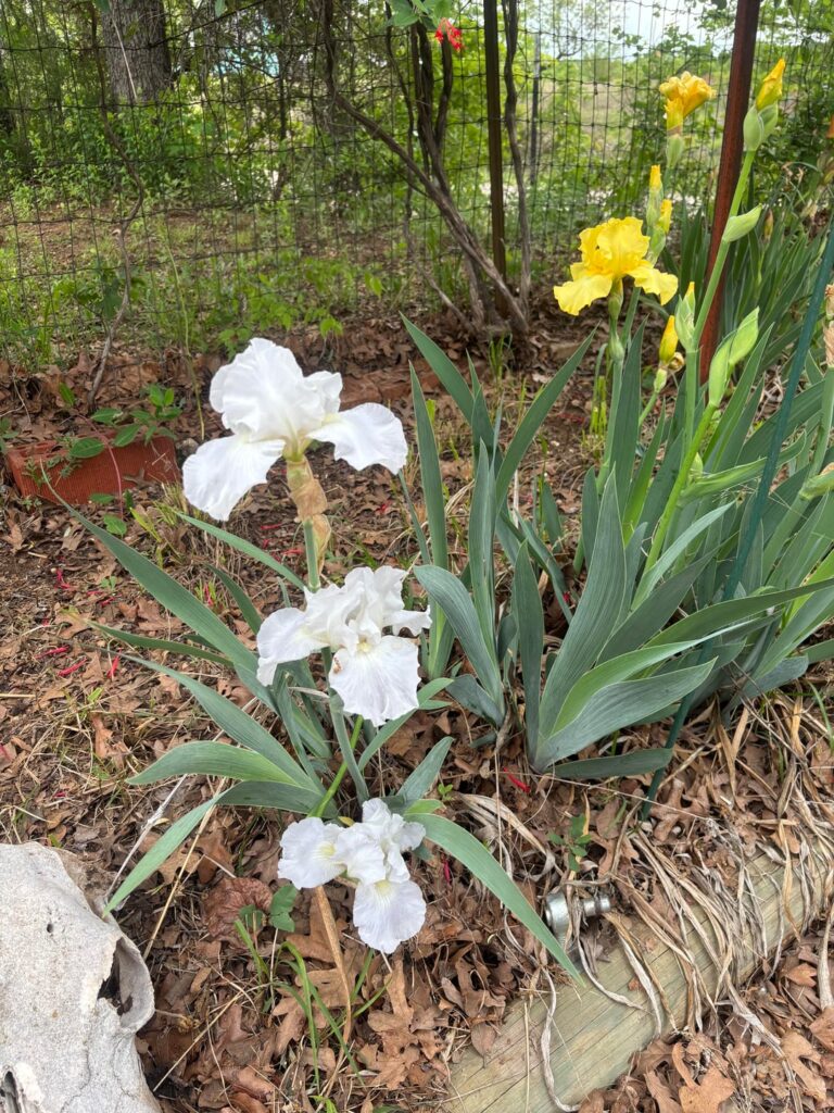 The Iris’s are blooming
