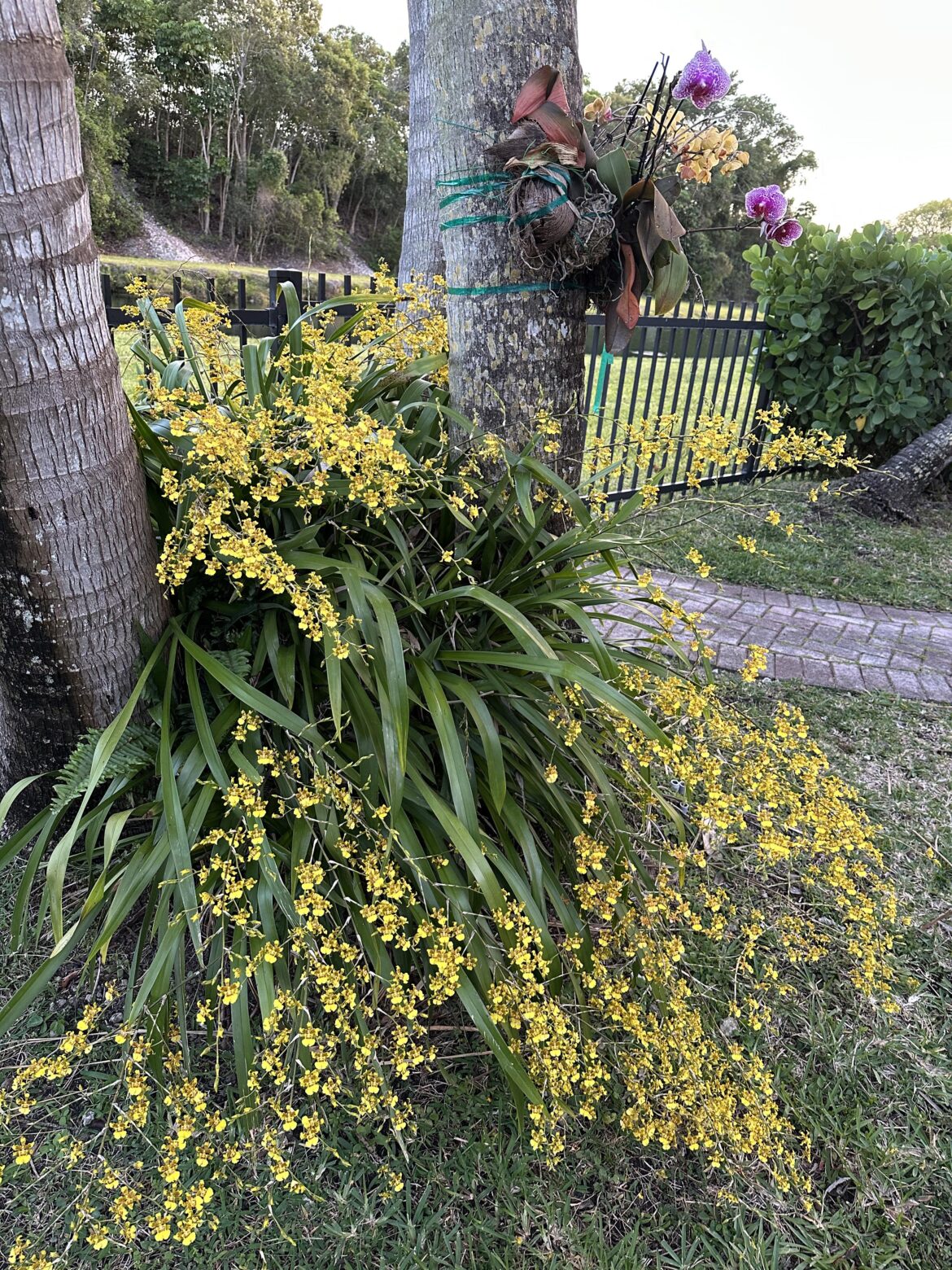 Finally Blooming!