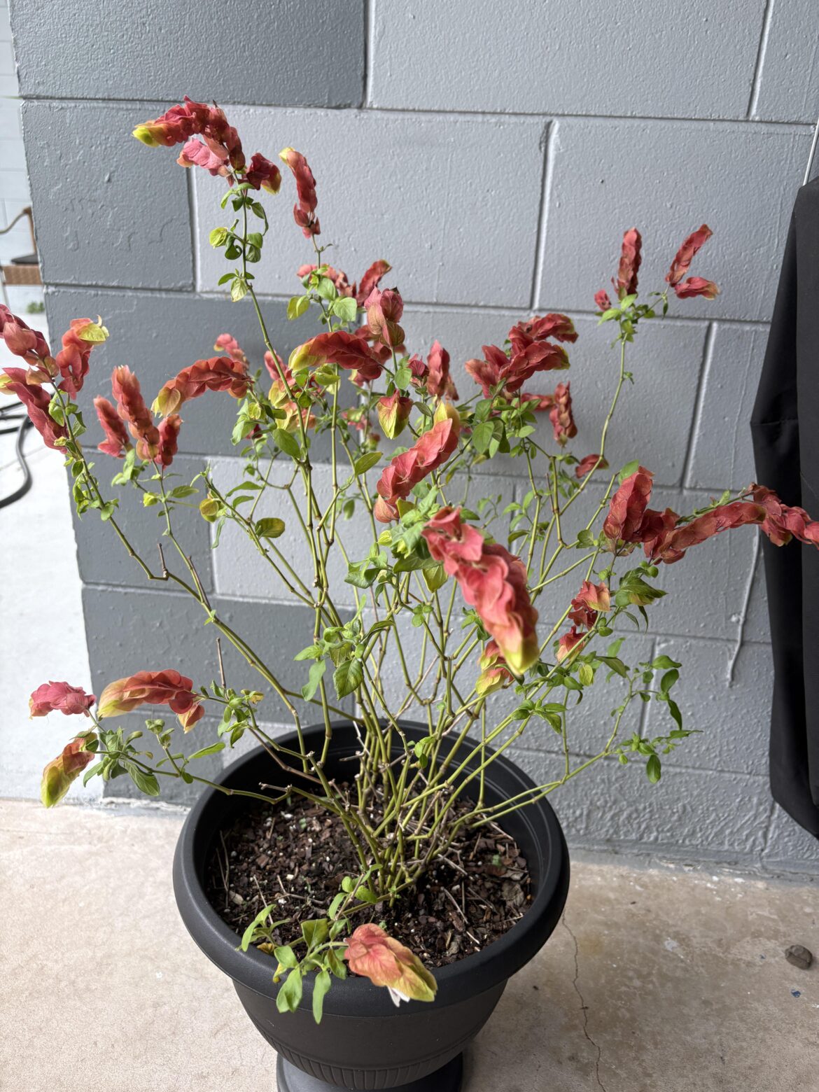 Shrimp plant