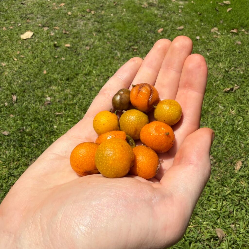 What’s your favorite plant? My favorite is Brosimum alicastrum, a forgotten tree of the Yucatán and Mesoamerica lost to time. This mysterious tree produces seeds which can be used as a flour for baking or a powder for drinks. Really quite an amazing species Brosimum alicastrum.
