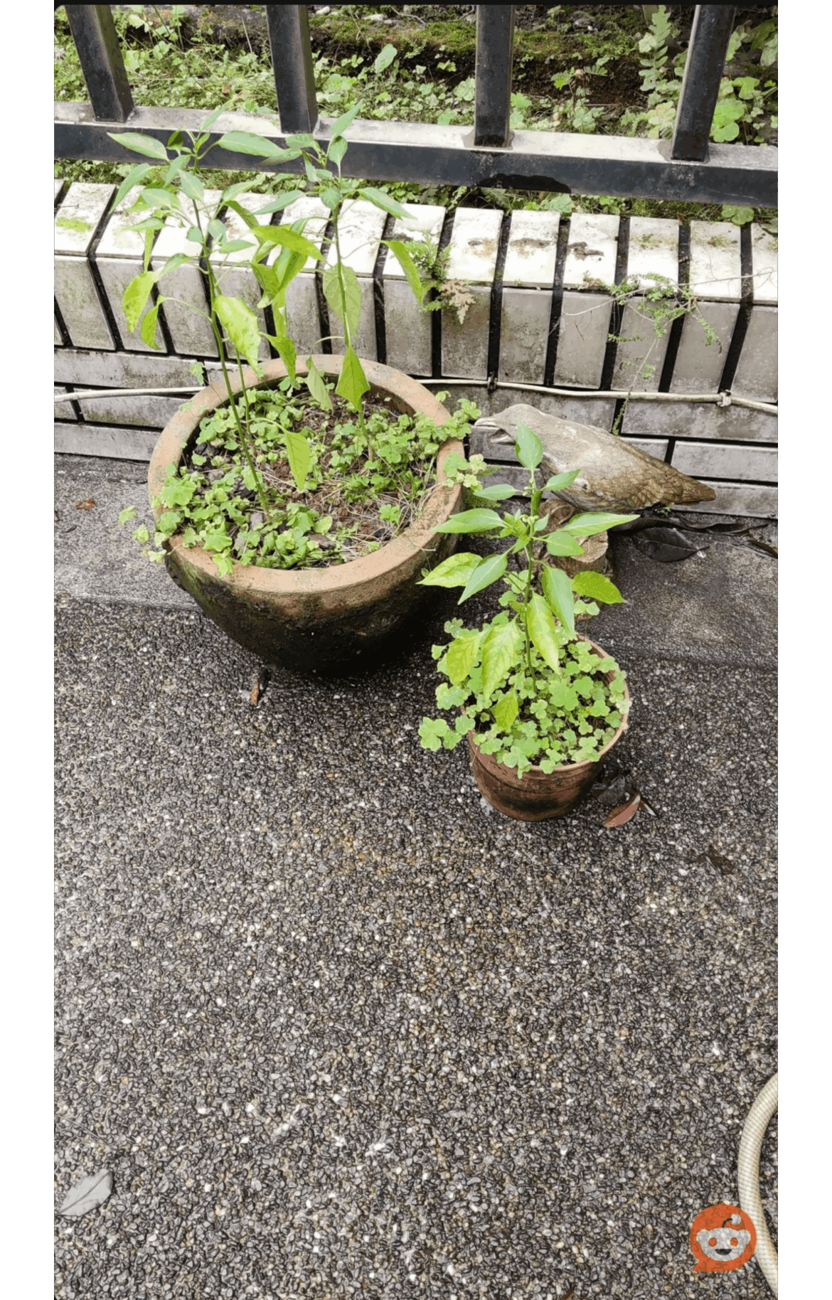 Is my pepper doing alright?