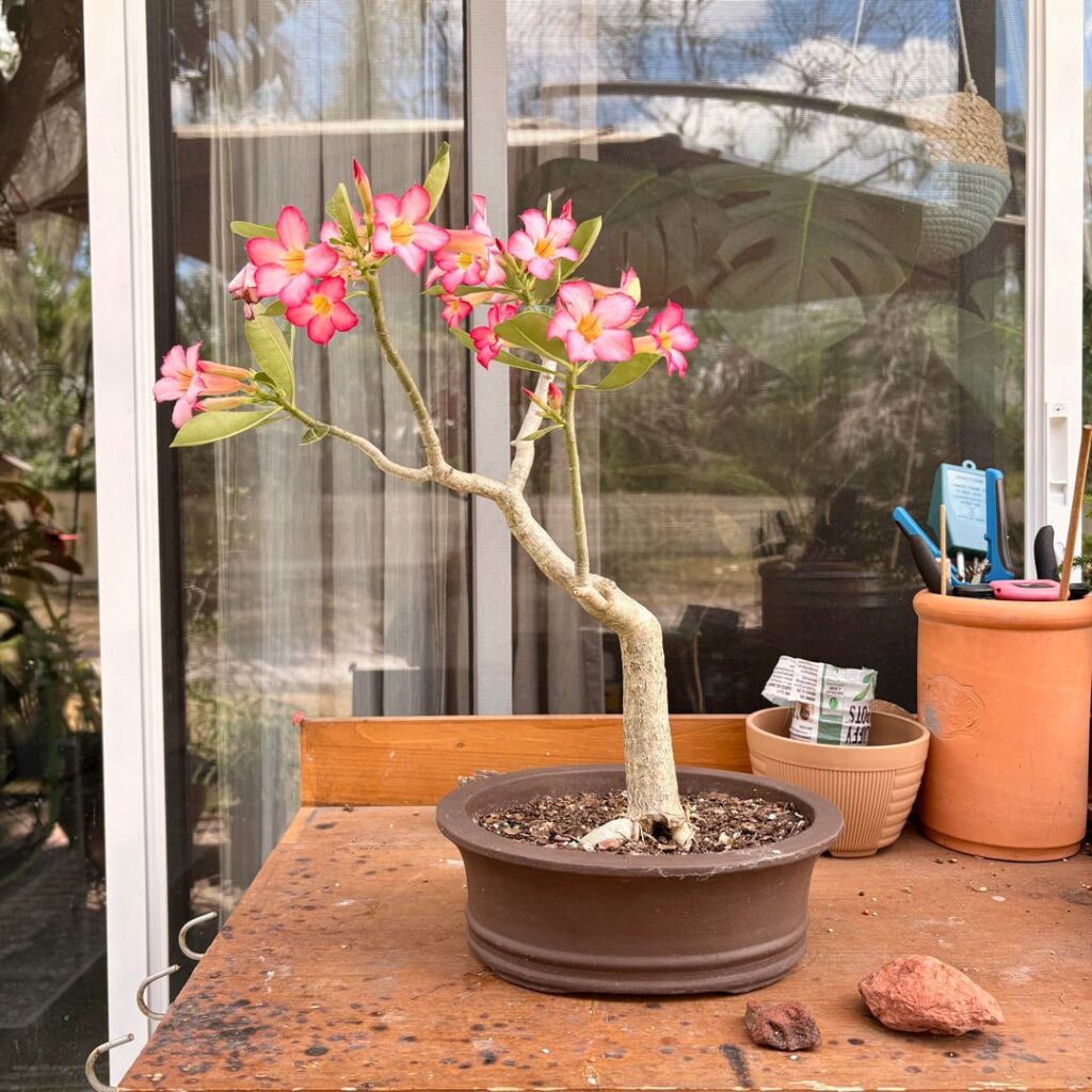 Desert Rose from cutting
