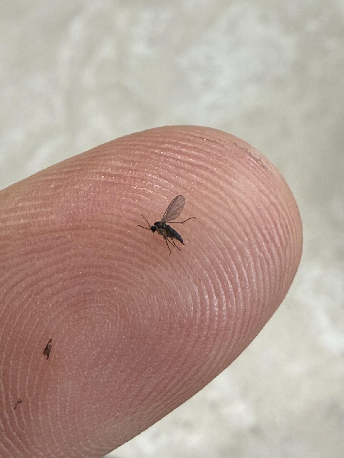 Fungus Gnats.. free with any soil product from Bunnings Fungus Gnats.. free with any soil product from Bunnings
